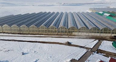 Eksi 35 derecede yetişen Diyadin domatesi Antalya'ya rekabetçi