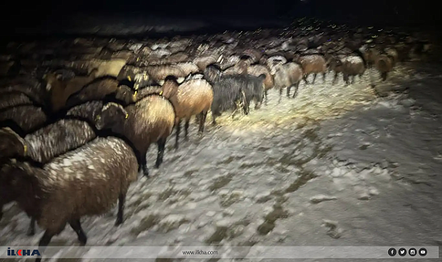 Ağrı'da aniden bastıran karda çoban ve koyunları mahsur kaldı
