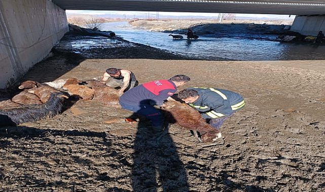Ağrı'da nehri geçemeyen bazı koyunlar telef oldu