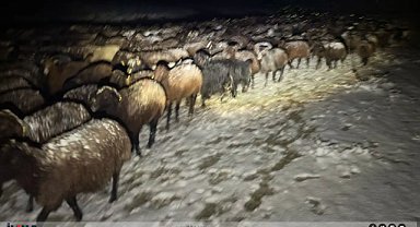 Ağrı'da çoban ve 3 bin koyunu mahsur kaldı