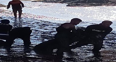 Koyunlar bataklığa saplandı, ekipler uğraştı