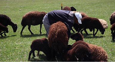 Peygamber mesleği: Çobanlık 