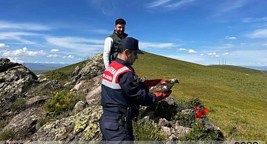 Ağrı'da yaralı halde bulunan şahin tedavi edildikten sonra doğaya salındı