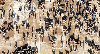 Kurban fiyatları Ağrı'da çok düştü, küçük ve büyükbaşlar ne kadar?