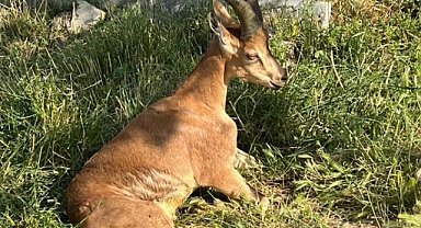 Ağrı'daki yaban keçisi tedavi altına alındı