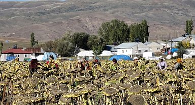 Ağrı'da ekimi yapılan ay çiçeklerinden 310 milyonluk gelir bekleniyor