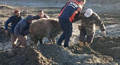 Otladıkları sırada bataklığa saplanan 3 inek kurtarıldı