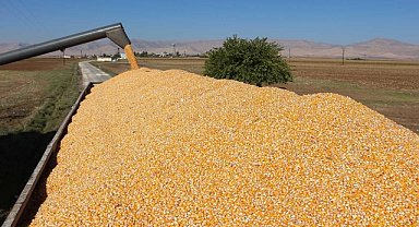 Mısır ürünü rekoltesi Mardin'de 400 ila 500 bin tona kadar düştü