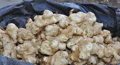 Yer elmasının sağlık açısından faydaları saymakla bitmiyor