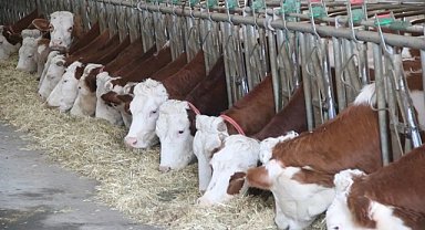 Hayvancılık hibe desteği müjdesini Bakan Yumaklı verdi