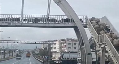 Yolu kullanmayan besici koyunları için üst geçidi kullandı