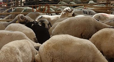 Kuzu, oğlak, buzağı ve malak desteklemeleri başvurusu başladı