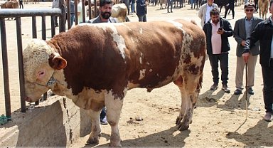 Arife gününde tonluk tosun araba fiyatına satıldı