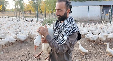 Kaz ve ördeklere ıslık çaldı mı olay farklılaşıyor