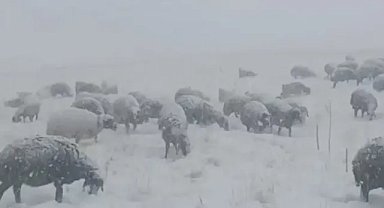 Yaylada koyunları otlatan çoban tipiye yakalandı