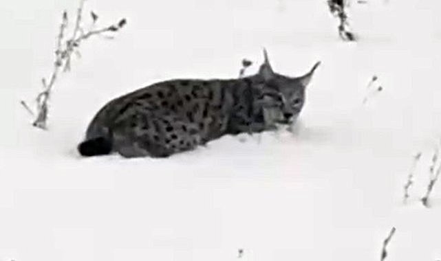 Doğada nadir görülen Vaşak Ağrı'da görüntülendi