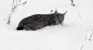 Doğada nadir görülen Vaşak Ağrı'da görüntülendi