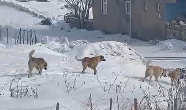 Köpekler köy sakinin tavuklarını yedi, tehdit oluşturuyor