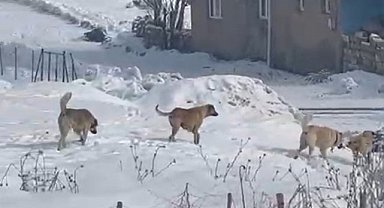 Köpekler köy sakinin tavuklarını yedi, tehdit oluşturuyor