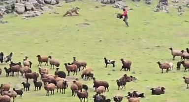 Ağrı'da koyun sürüsünün içinden geçen ayı paniğe yol açtı