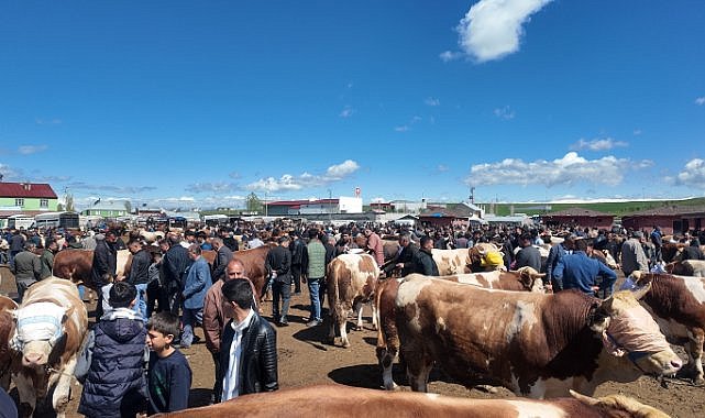 Ağrı kurban piyasasında yaklaşık 50 bin TL fiyat düştü