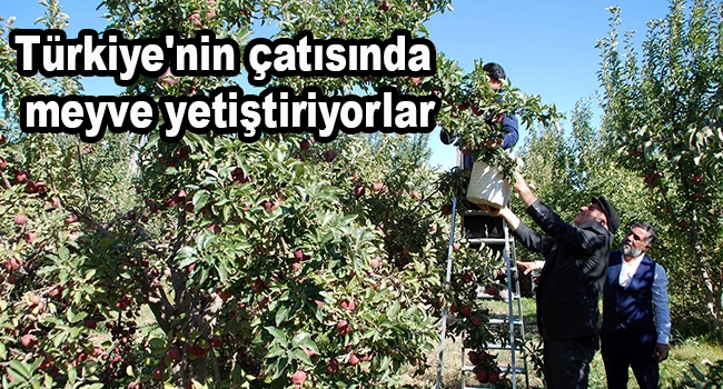 Türkiye'nin çatısında meyve yetiştiriyorlar