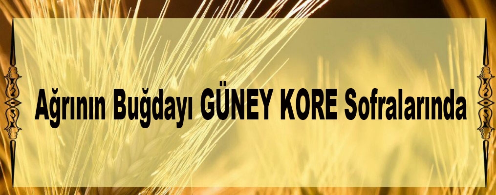 Ağrının Buğdayı GÜNEY KORE Sofralarında