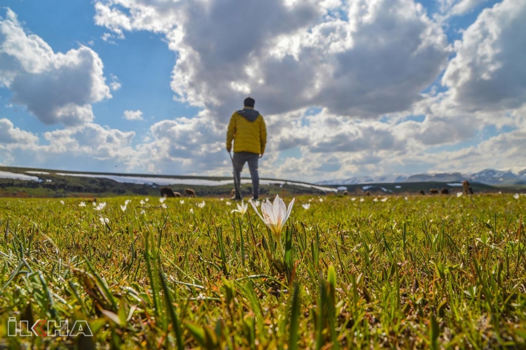 Baharın müjdecisi kardelenler doğayı süsledi