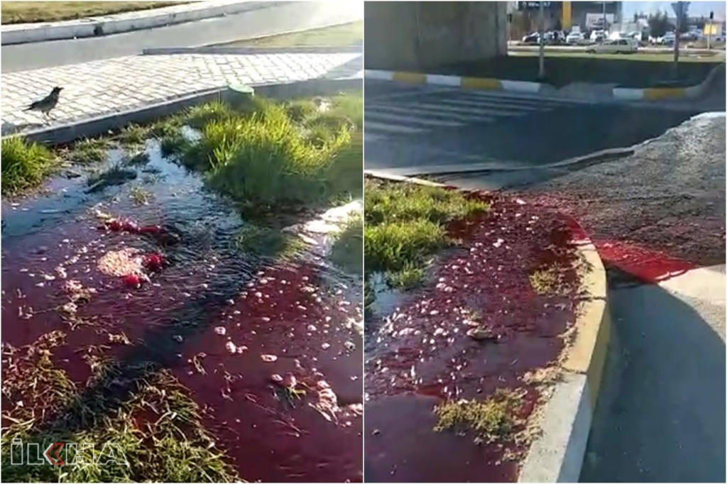 Tıkanan rögar nedeniyle mezbahane kanı yola akıyor