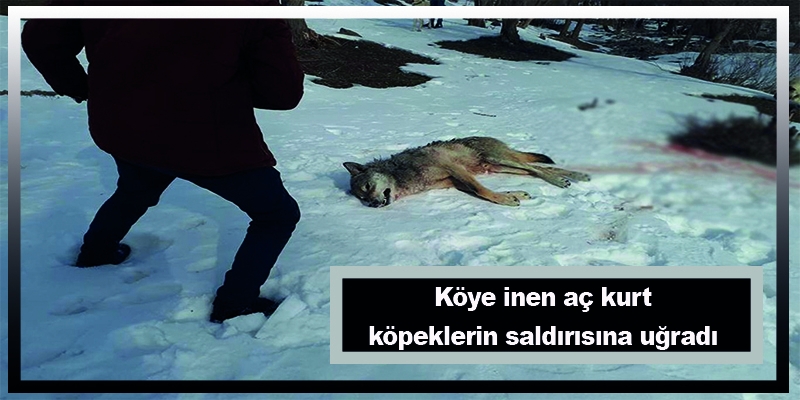 Köye inen aç kurt köpeklerin saldırısına uğradı