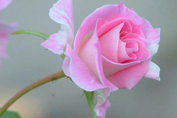 Efendimiz'den (SAV) sağlık tavsiyeleri