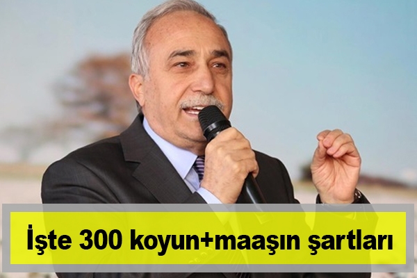 İşte 300 koyun+maaşın şartları