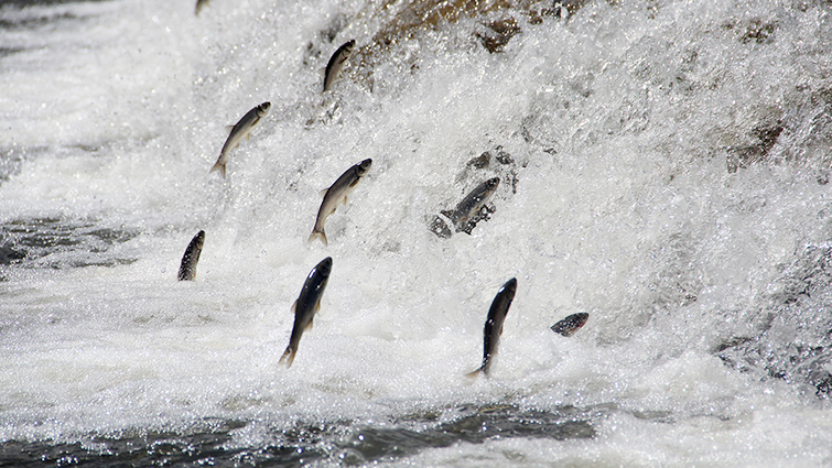 İnci Kefali'nin tatlı su yolculuğu hayran bırakıyor