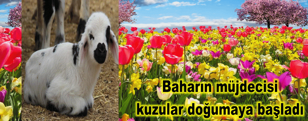 Baharın müjdecisi kuzular doğuyor