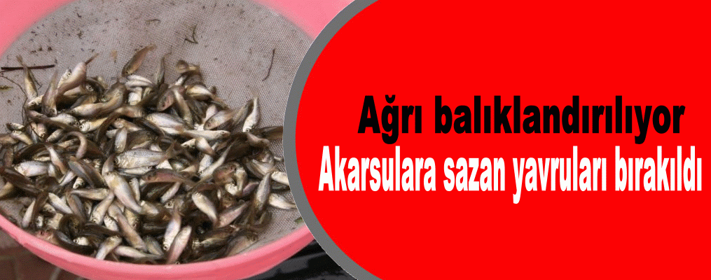 Akarsulara sazan yavruları bırakıldı