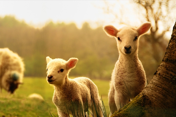 Başvurular yarın sona erecek