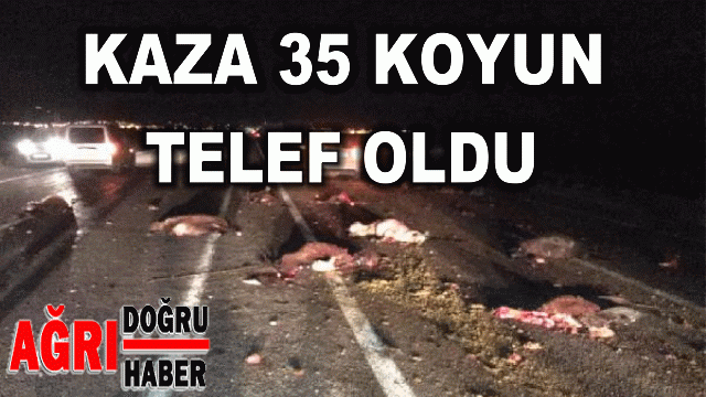 Otomobil Koyun sürüsüne daldı